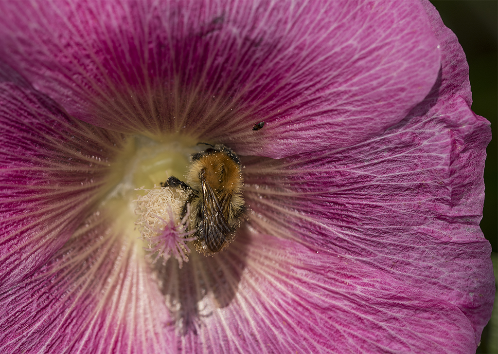 4711 Blume _KA70458-1 Kopie.jpg